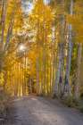 USA, Colorado, Gunnison National Forest. Sunburst above a forest road in autumn. Art Print
